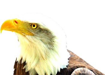 An eagle facing left